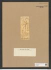 Dicladiopsis barbadensis (Grev.) De-Toni (de-Toni-Nr.: Genus 151, Species 4195) Zeichnungen Sammlung Grunow Nr. 7766 (NHMW-BOT-W0376995)